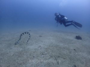 ピピ島　ビダナイ　Convict sea snake